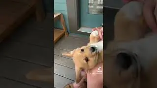 #fyp #dogs #corgi #corgipuppy #puppy #corgis #corgistagram #dog #puppies #glowup #change #changes
