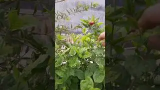 Organic fruits plant chhat par #youtube #ytshorts #organic #fruit #plants #care #tips #viralshorts
