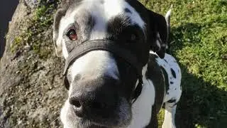 Day 26 - Block Closed - Willow Walks 1000 Miles Harlequin Great Dane Dog   #walk1000miles