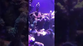 SPS Polyp Extension | Coral | Reef Tank