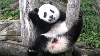 🐼💕🎋Qi Ji's journey to top o' jungle gym, tug o' war with vines & munchin' on a bit o' boo🐾🌿