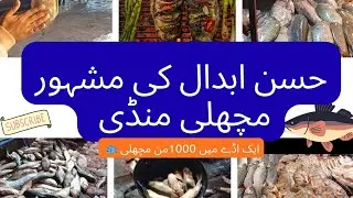 Hassan Abdal Famous Fish 🐟 Market. Pakistan Ki Famous Fish Market #shortvideo #shorts #viral #fish