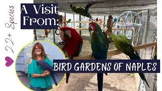 From Rescue to Paradise: Adopt @ The Bird Gardens of Naples! | #parrot_bliss #birds #parrotrescue