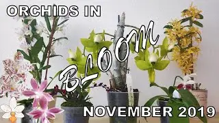 Orchids in Bloom November 2019