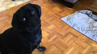 GoPro Lola
