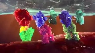 CTLA 4 inhibition new video