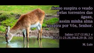 Como suspira o veado pelas torrentes das águas, assim minha alma suspira por vós Senhor - M. Luís