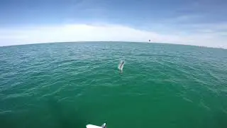 Super Acrobatic Tarpon!