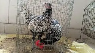 Silver sebright chicks care | update 15 | Birds Aid
