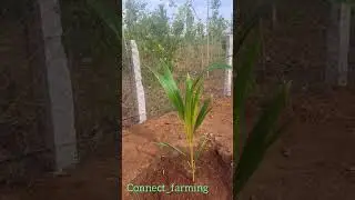 coconut 🥥🌴 plantation