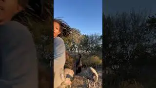 Trackstars #runner#shorts#trackstar#animals#youtubeshorts#explore#reels#love#video