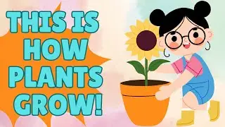 Plant Life Cycle for Kids