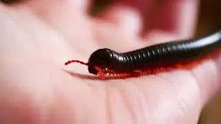Rare Millipede