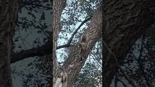 Squirrel moving and making noise in a tree #squirrel #nature #animals #animalnature #natureanimals