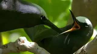 Noddy Birds' Courtship Rituals | BBC Earth