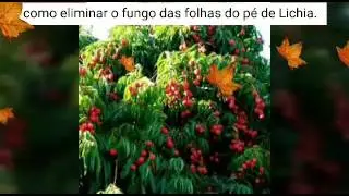 Como eliminar fungos das folhas do p&eacute; de Lichia.