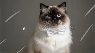  I Am Miles 🐱 | A Himalayan Cat&rsquo;s Calm Grooming Spa Day