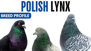 Polish Lynx Pigeon Breed Profile - History - Polish Lynx Pigeon Health Issues Price Training