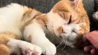 Cat ear reach around