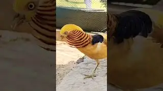 most colorful birds in the world #birds #pets #birdlovers