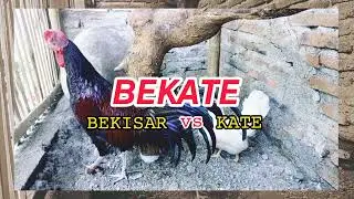 kawin silang ayam bekisar vs ayam kate😱 jadi apa🤔 ❓❓ @Mas_irul