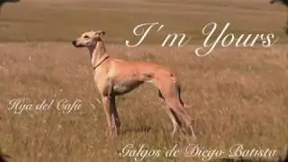 Galgos y Liebres 2013 Parte 3