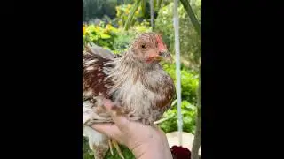 Когда ещё не было YouTube 4 года назад #природа #еда #огород #обзор #цветы #сад #shortvideo #shorts