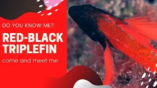red-black triplefin facts