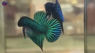 Betta mahachaiensis, Betta Whisper