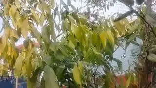 Diffrent types of tree in my small garden 