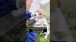 a rescue and transformation❤ #shorts #shortsvideo #dog #cute #rescue #animals #healing #trending