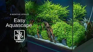 The EASY Aquascape - 8 months old