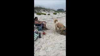 Playful Dog Throws Sand at Mom While Digging at the Beach