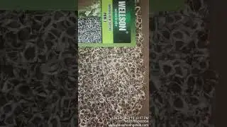 COD AVAILABLE WELLSON  BRAND PKM1 MORINGA SEED +919786060004