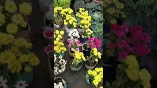 #reelsviral#formypage🌿☘️🌸#diyasmom❤️