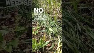 Pull and drop your weeds! Like #chopanddrop #learnandgrow