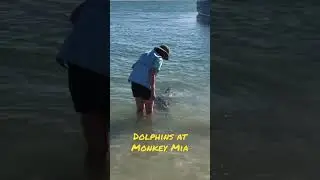 Dolphins at Monkey Mia