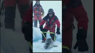 Extreme Animal Rescue in Antarctica | Frozen Lives, Fierce Heroes. #animals #polarbear #wildlife
