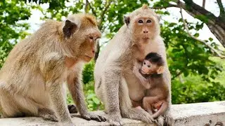 Respectful Grandma Malida Monkey Expressing The Beloved Eyes Sign of Love To Her Granddaughter Momo