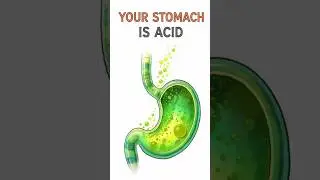Your stomach could dissolve metal 😳