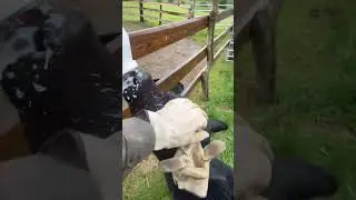 Bottle 🍼 Feeding Dairy Calves #shorts #farming #cow #funny   #viral #milk #short #fyp #ytshorts