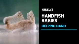 The baby boom hoping to bring the handfish back from the brink | ABC News