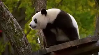 Panda Garden