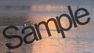 Royalty free stock footage Birds flying over water