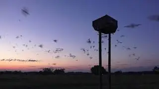 Big Bat House in Action!