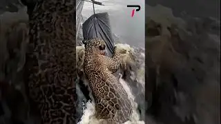 Injured Jaguar Rescued from Amazon River #Jaguar #Rescue #Amazon #Brazil #Wildlife #river