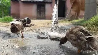 Duck drinking tap water