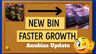 I Upgraded Everything for Growing Anubias Update  | Week 10