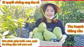 Bí quyết chống ung thư rễ cho cây, bon phân giúp cây bưởi, cam quýt phát triển tốt ra bông trái 