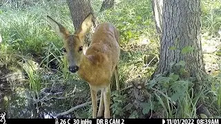 Swamp Cam Compilation 2022